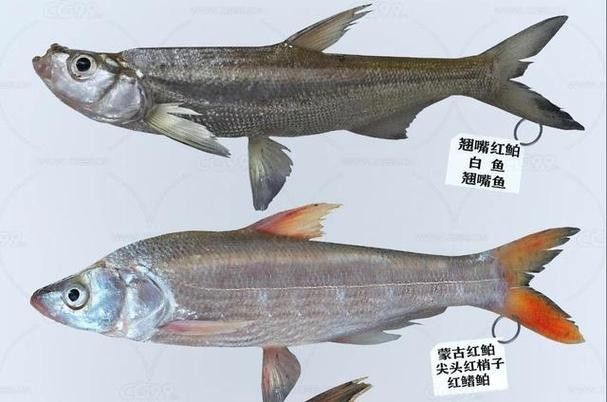 能提供翹嘴魚和金龍魚的具體圖片嗎（翹嘴魚和金龍魚的區別） 能提供翹嘴魚和金龍魚的具體圖片嗎（翹嘴魚和金龍魚的區別） 龍魚百科 第3張