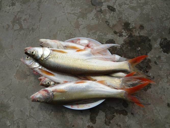 能提供翹嘴魚和金龍魚的具體圖片嗎（翹嘴魚和金龍魚的區別） 能提供翹嘴魚和金龍魚的具體圖片嗎（翹嘴魚和金龍魚的區別） 龍魚百科 第2張