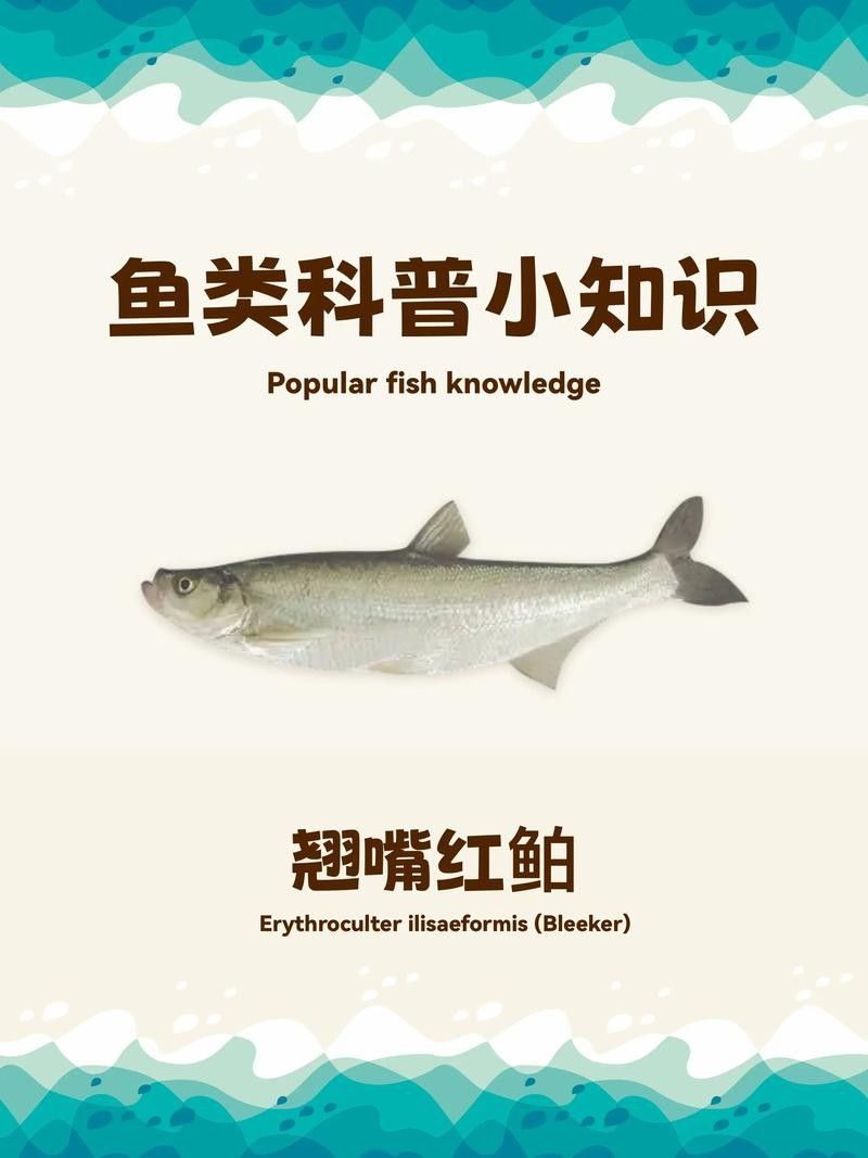 能提供翹嘴魚和金龍魚的具體圖片嗎（翹嘴魚和金龍魚的區別） 能提供翹嘴魚和金龍魚的具體圖片嗎（翹嘴魚和金龍魚的區別） 龍魚百科 第1張
