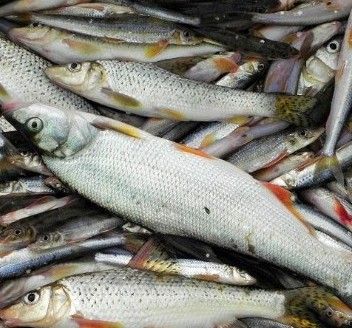 能提供翹嘴魚和金龍魚的具體圖片嗎（翹嘴魚和金龍魚的區別） 能提供翹嘴魚和金龍魚的具體圖片嗎（翹嘴魚和金龍魚的區別） 龍魚百科 第10張