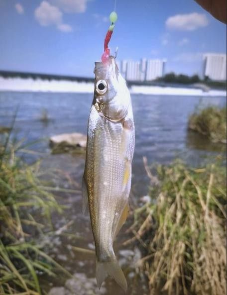 能提供翹嘴魚和金龍魚的具體圖片嗎（翹嘴魚和金龍魚的區別） 能提供翹嘴魚和金龍魚的具體圖片嗎（翹嘴魚和金龍魚的區別） 龍魚百科 第9張