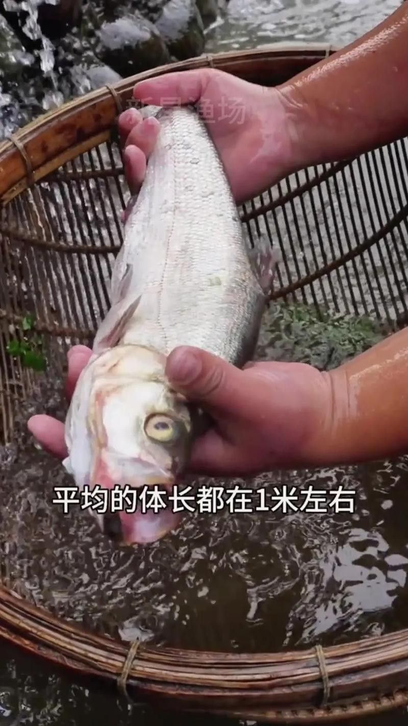 能提供翹嘴魚和金龍魚的具體圖片嗎（翹嘴魚和金龍魚的區別） 能提供翹嘴魚和金龍魚的具體圖片嗎（翹嘴魚和金龍魚的區別） 龍魚百科 第11張
