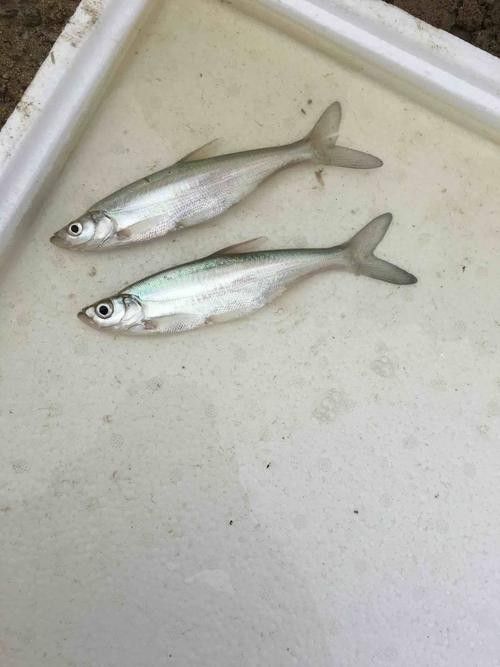 能提供翹嘴魚和金龍魚的具體圖片嗎（翹嘴魚和金龍魚的區別） 能提供翹嘴魚和金龍魚的具體圖片嗎（翹嘴魚和金龍魚的區別） 龍魚百科 第5張