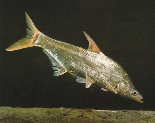 能提供翹嘴魚和金龍魚的具體圖片嗎（翹嘴魚和金龍魚的區別） 能提供翹嘴魚和金龍魚的具體圖片嗎（翹嘴魚和金龍魚的區別） 龍魚百科 第8張