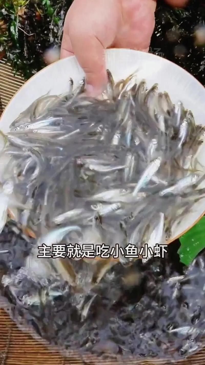 能提供翹嘴魚和金龍魚的具體圖片嗎（翹嘴魚和金龍魚的區別） 能提供翹嘴魚和金龍魚的具體圖片嗎（翹嘴魚和金龍魚的區別） 龍魚百科 第15張