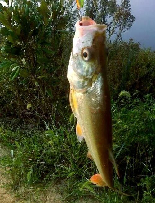 能提供翹嘴魚和金龍魚的具體圖片嗎（翹嘴魚和金龍魚的區別） 能提供翹嘴魚和金龍魚的具體圖片嗎（翹嘴魚和金龍魚的區別） 龍魚百科 第17張
