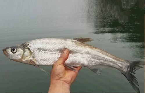 能提供翹嘴魚和金龍魚的具體圖片嗎（翹嘴魚和金龍魚的區別） 能提供翹嘴魚和金龍魚的具體圖片嗎（翹嘴魚和金龍魚的區別） 龍魚百科 第19張