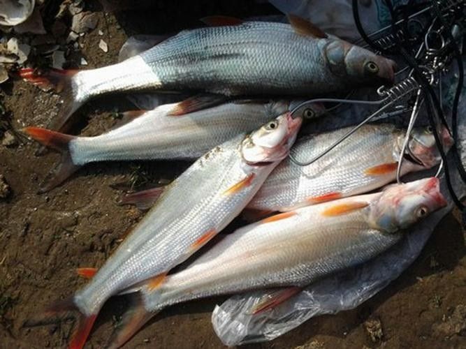 能提供翹嘴魚和金龍魚的具體圖片嗎（翹嘴魚和金龍魚的區別） 能提供翹嘴魚和金龍魚的具體圖片嗎（翹嘴魚和金龍魚的區別） 龍魚百科 第13張
