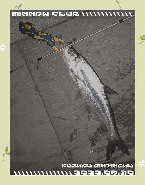 能提供翹嘴魚和金龍魚的具體圖片嗎（翹嘴魚和金龍魚的區別） 能提供翹嘴魚和金龍魚的具體圖片嗎（翹嘴魚和金龍魚的區別） 龍魚百科 第14張