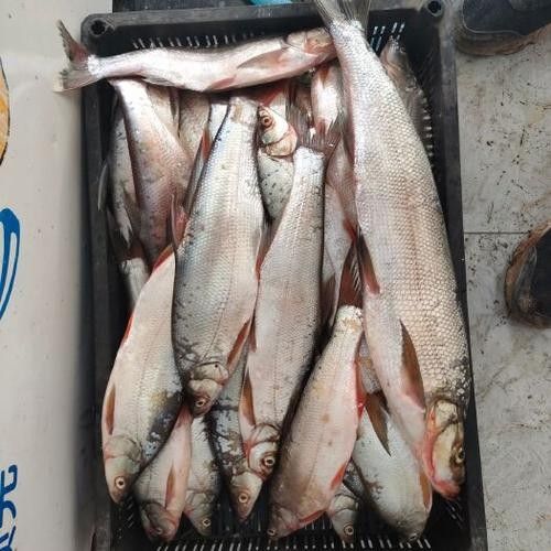能提供翹嘴魚和金龍魚的具體圖片嗎（翹嘴魚和金龍魚的區別） 能提供翹嘴魚和金龍魚的具體圖片嗎（翹嘴魚和金龍魚的區別） 龍魚百科 第20張
