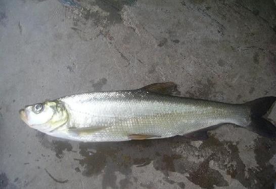 能提供翹嘴魚和金龍魚的具體圖片嗎（翹嘴魚和金龍魚的區別） 能提供翹嘴魚和金龍魚的具體圖片嗎（翹嘴魚和金龍魚的區別） 龍魚百科 第16張