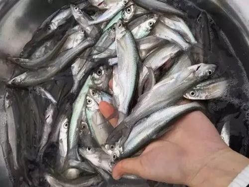 能提供翹嘴魚和金龍魚的具體圖片嗎（翹嘴魚和金龍魚的區別） 能提供翹嘴魚和金龍魚的具體圖片嗎（翹嘴魚和金龍魚的區別） 龍魚百科 第21張