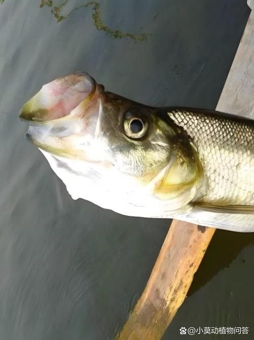 能提供翹嘴魚和金龍魚的具體圖片嗎（翹嘴魚和金龍魚的區別） 能提供翹嘴魚和金龍魚的具體圖片嗎（翹嘴魚和金龍魚的區別） 龍魚百科 第22張