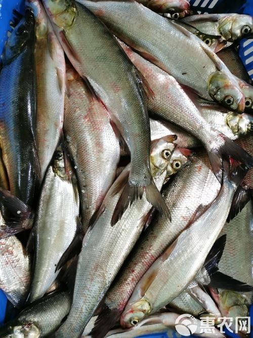 能提供翹嘴魚和金龍魚的具體圖片嗎（翹嘴魚和金龍魚的區別） 能提供翹嘴魚和金龍魚的具體圖片嗎（翹嘴魚和金龍魚的區別） 龍魚百科 第25張
