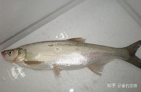 能提供翹嘴魚和金龍魚的具體圖片嗎（翹嘴魚和金龍魚的區別） 能提供翹嘴魚和金龍魚的具體圖片嗎（翹嘴魚和金龍魚的區別） 龍魚百科 第23張