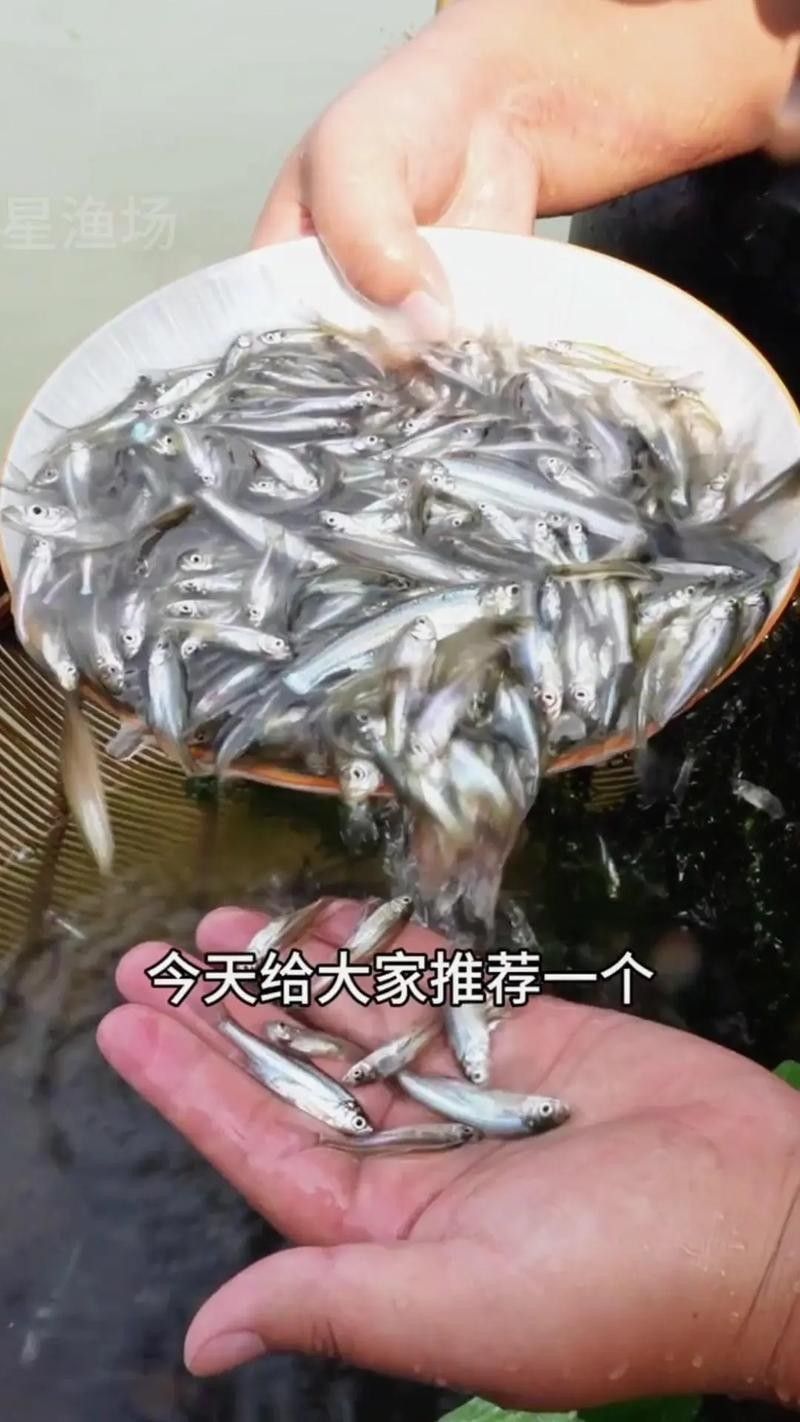 能提供翹嘴魚和金龍魚的具體圖片嗎（翹嘴魚和金龍魚的區別） 能提供翹嘴魚和金龍魚的具體圖片嗎（翹嘴魚和金龍魚的區別） 龍魚百科 第24張