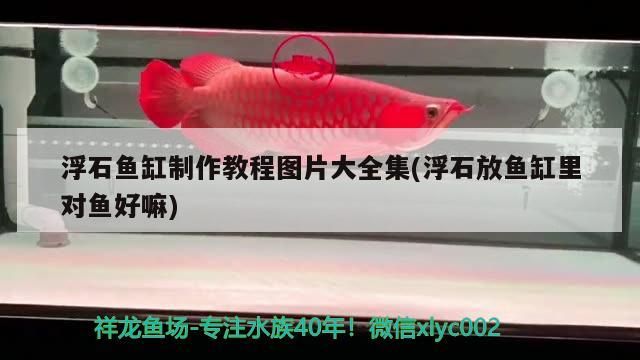 浮石魚缸制作教程圖片大全集(浮石放魚缸里對魚好嘛) 浮石魚缸制作教程圖片大全集(浮石放魚缸里對魚好嘛) 觀賞魚百科