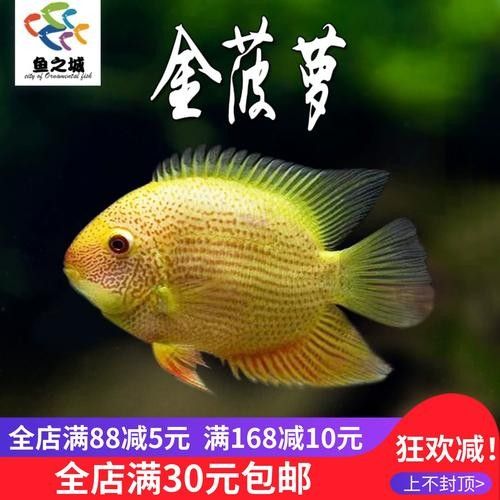 金菠蘿魚屬于什么檔次 金菠蘿魚屬于什么檔次 觀賞魚百科 第2張