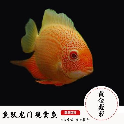 金菠蘿魚屬于什么檔次 金菠蘿魚屬于什么檔次 觀賞魚百科 第4張