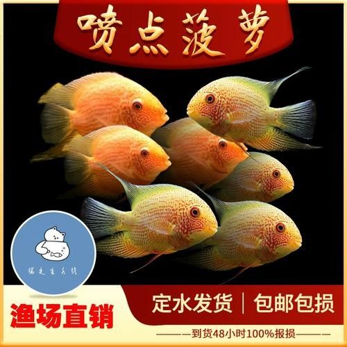 金菠蘿魚屬于什么檔次 金菠蘿魚屬于什么檔次 觀賞魚百科 第3張