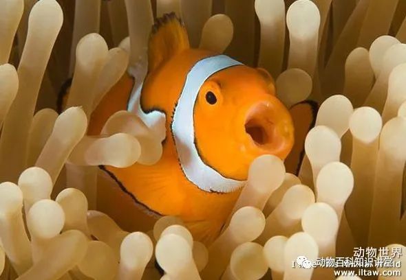 金菠蘿魚屬于什么檔次 金菠蘿魚屬于什么檔次 觀賞魚百科 第5張