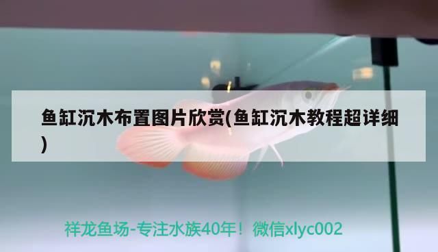 魚缸沉木布置圖片欣賞(魚缸沉木教程超詳細)（魚缸放沉木布置圖片欣賞）