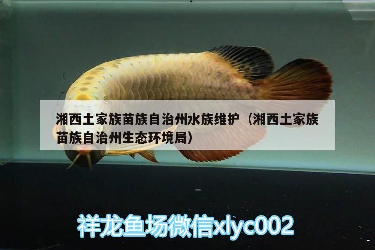 魚缸過濾器選購指南:自制魚缸過濾器魚缸上置過濾器對于養魚愛好者的必備知識 湘西土家族苗族自治州水族維護(湘西土家族苗族自治州生態環境局)(湘西土家族苗族自治州) 觀賞魚百科 湘西土家族苗族自治州水族維護(湘西土家族苗族自治州生態環境局)(湘西土家族苗族自治州) 湘西土家族苗族自治州水族維護(湘西土家族苗族自治州生態環境局)(湘西土家族苗族自治州) 觀賞魚百科