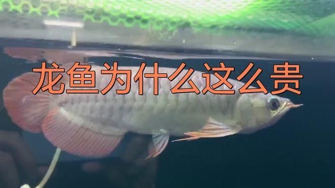 呼倫貝爾龍魚價(jià)格大概是多少