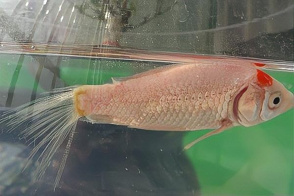 邯鄲哪個水族館龍魚好？祥龍魚場龍魚（邯鄲海洋世界游玩攻略-【攜程攻略） 邯鄲哪個水族館龍魚好？祥龍魚場龍魚（邯鄲海洋世界游玩攻略-【攜程攻略） 龍魚百科 第7張