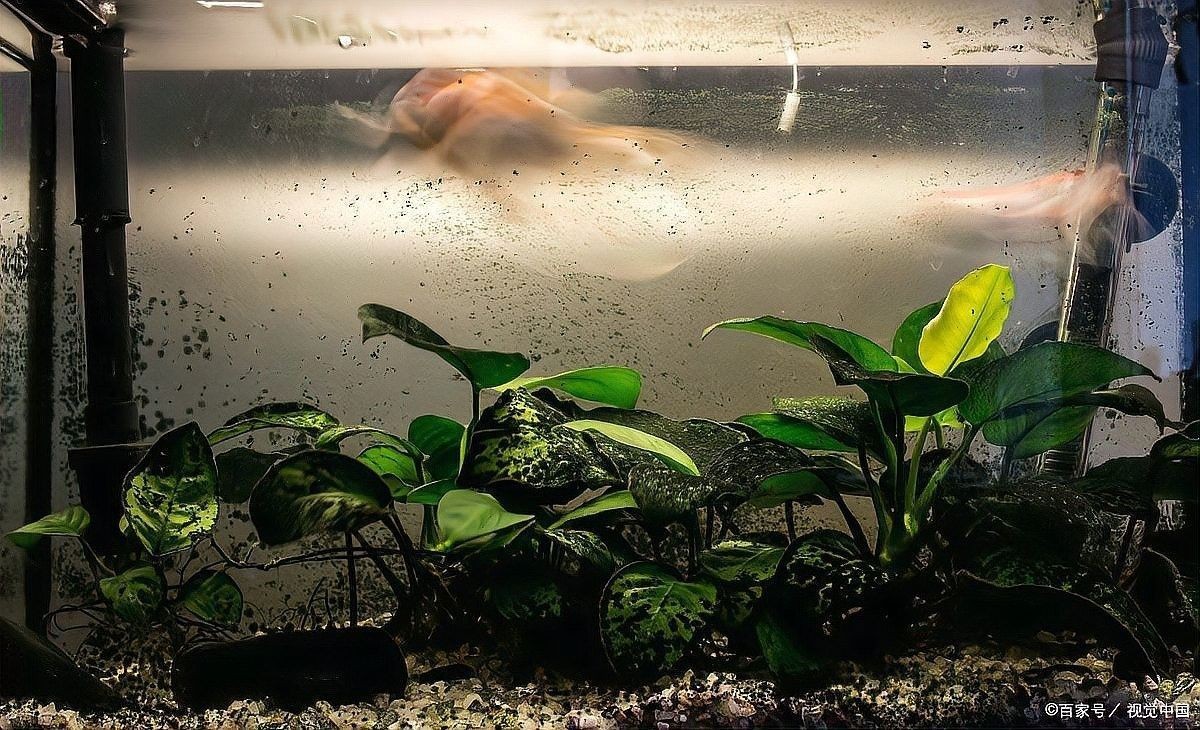金龍魚黑缸多久會反垢？（關于金龍魚黑缸多久會反垢的問題金龍魚黑缸多久會反垢） 金龍魚黑缸多久會反垢？（關于金龍魚黑缸多久會反垢的問題金龍魚黑缸多久會反垢） 龍魚百科 第3張