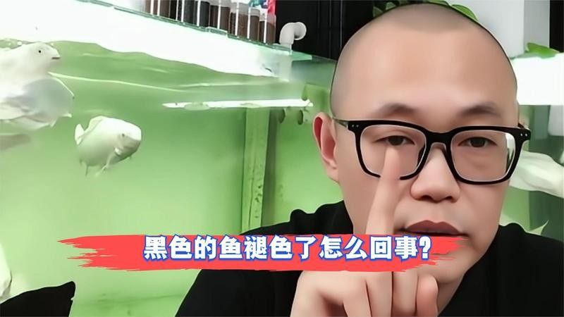 龍魚顏色變淺會恢復嗎（龍魚怎么養容易發色這幾個小技巧你要知道）