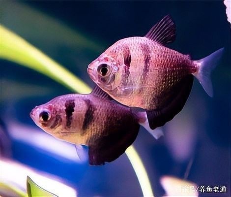 龍魚顏色變淺會恢復嗎（龍魚怎么養容易發色這幾個小技巧你要知道）