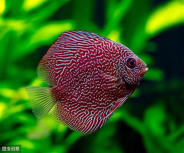 龍魚顏色變淺會恢復嗎（龍魚怎么養容易發色這幾個小技巧你要知道）