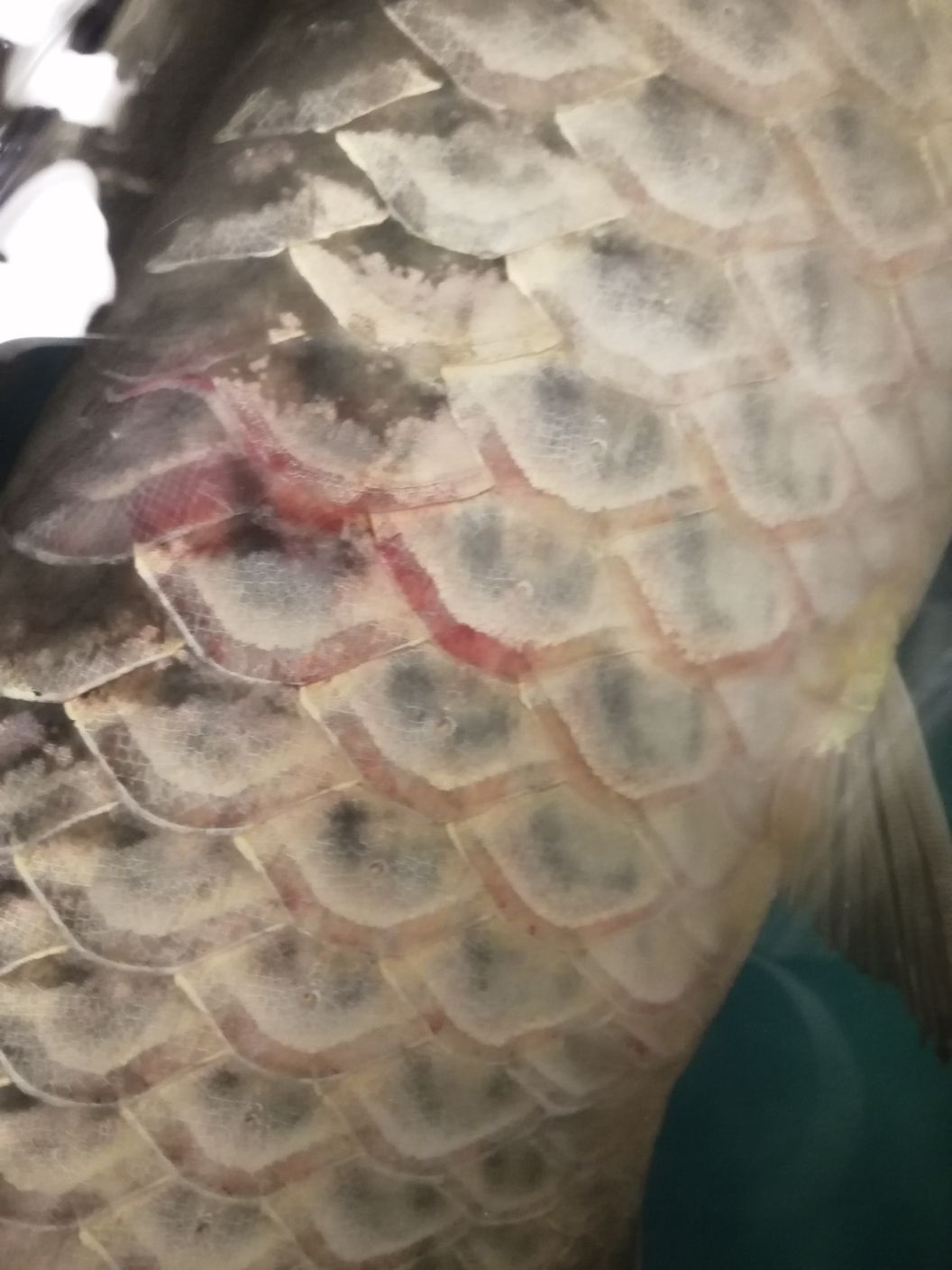 白銀水族館龍魚充血身體充血魚鱗變淡(白銀水族館龍魚充血身體充血) 觀賞魚百科 第3張 白銀水族館龍魚充血身體充血魚鱗變淡(白銀水族館龍魚充血身體充血) 白銀水族館龍魚充血身體充血魚鱗變淡(白銀水族館龍魚充血身體充血) 觀賞魚百科 第3張