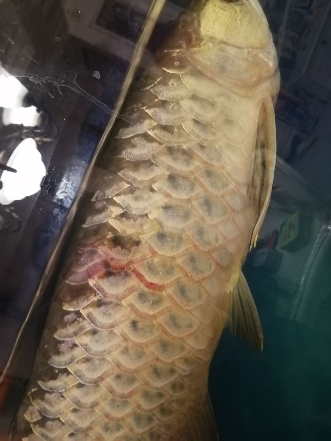 白銀水族館龍魚充血身體充血魚鱗變淡(白銀水族館龍魚充血身體充血) 觀賞魚百科 第2張 白銀水族館龍魚充血身體充血魚鱗變淡(白銀水族館龍魚充血身體充血) 白銀水族館龍魚充血身體充血魚鱗變淡(白銀水族館龍魚充血身體充血) 觀賞魚百科 第2張