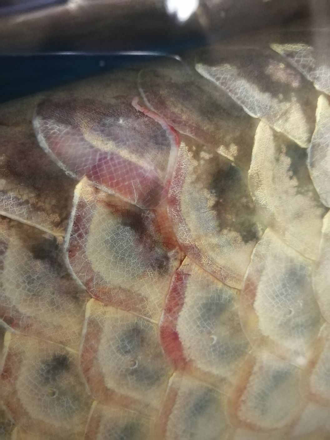 白銀水族館龍魚充血身體充血魚鱗變淡(白銀水族館龍魚充血身體充血) 觀賞魚百科 第4張 白銀水族館龍魚充血身體充血魚鱗變淡(白銀水族館龍魚充血身體充血) 白銀水族館龍魚充血身體充血魚鱗變淡(白銀水族館龍魚充血身體充血) 觀賞魚百科 第4張