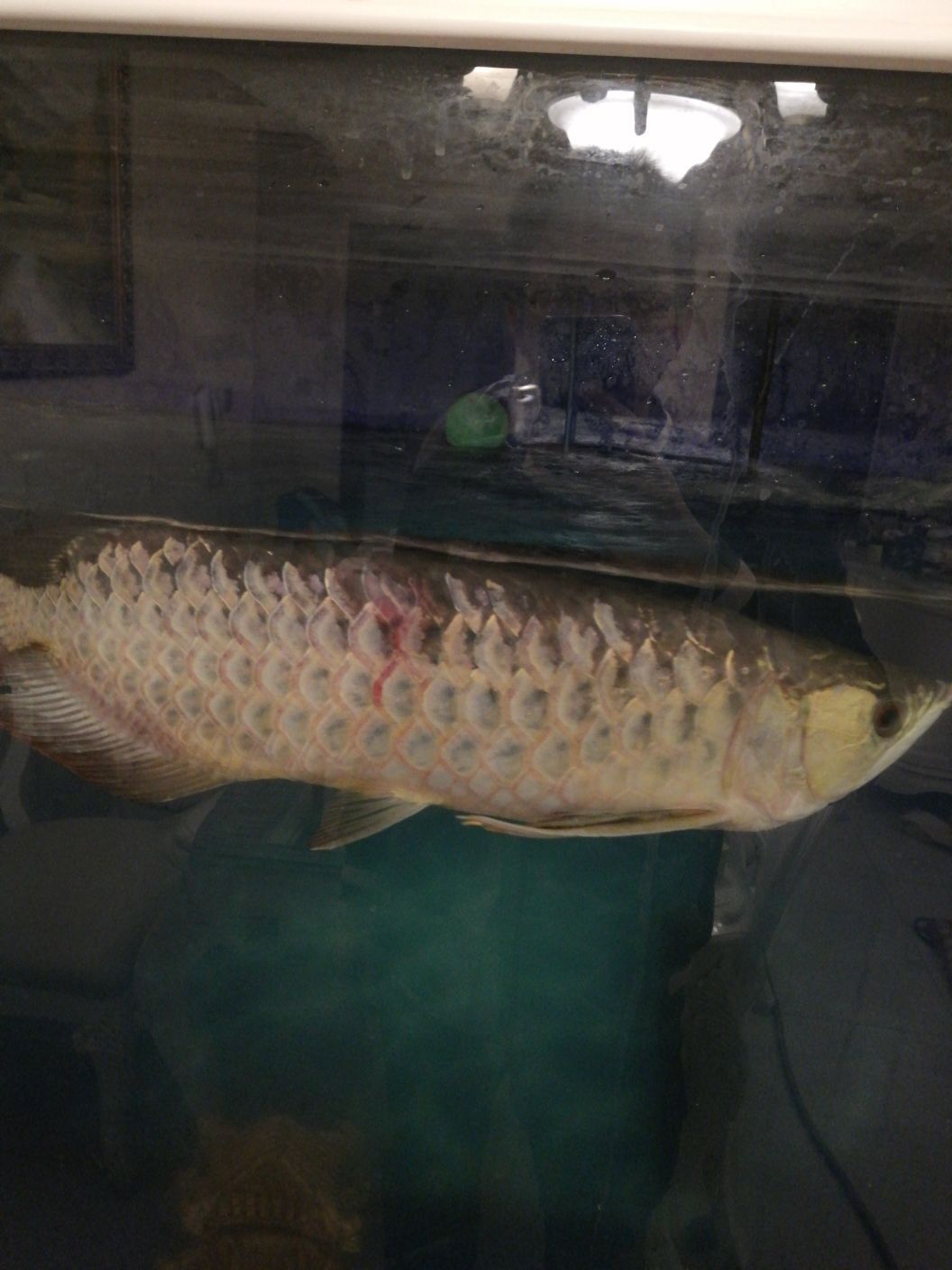 白銀水族館龍魚充血身體充血魚鱗變淡(白銀水族館龍魚充血身體充血) 觀賞魚百科 第5張 白銀水族館龍魚充血身體充血魚鱗變淡(白銀水族館龍魚充血身體充血) 白銀水族館龍魚充血身體充血魚鱗變淡(白銀水族館龍魚充血身體充血) 觀賞魚百科 第5張