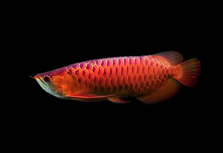 澳大利亞龍魚適合新手嗎？（新手飼養澳大利亞龍魚是否適合新手飼養澳大利亞龍魚）