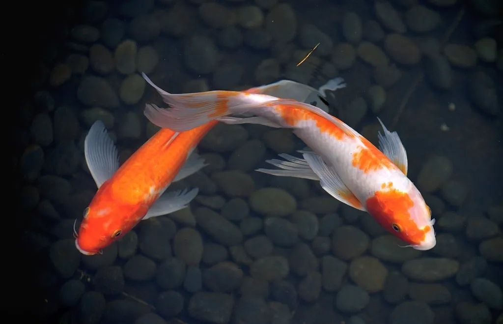 龍魚蒙眼的成因龍魚蒙眼的治療方法 龍魚蒙眼的成因龍魚蒙眼的治療方法 觀賞魚百科