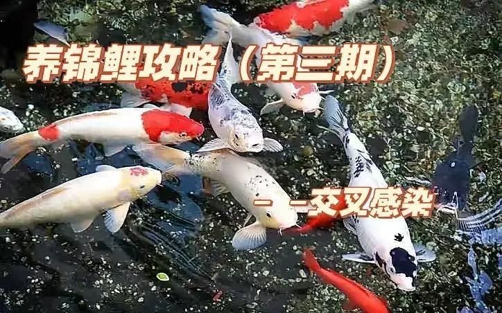 龍魚交叉感染后如何判斷是否痊愈 龍魚交叉感染后如何判斷是否痊愈 龍魚百科 第3張