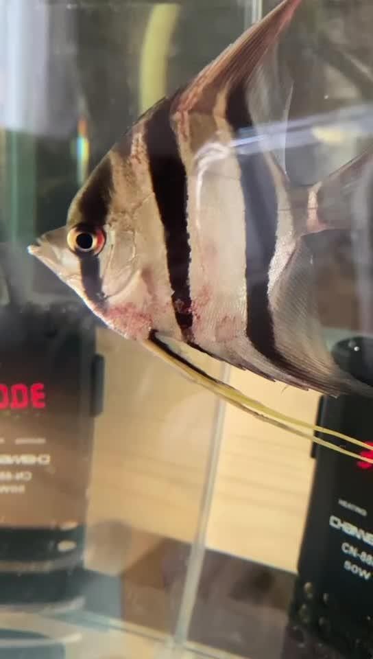 龍魚交叉感染后如何判斷是否痊愈 龍魚交叉感染后如何判斷是否痊愈 龍魚百科 第4張