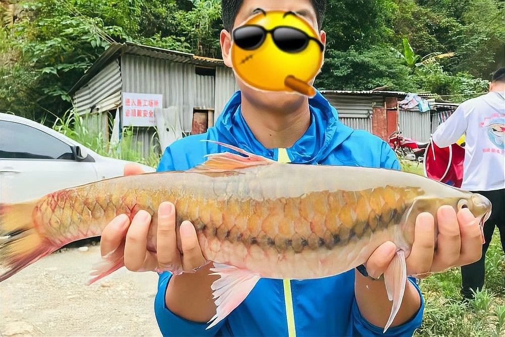 馬來西亞常見的魚（馬來西亞十大最受歡迎淡水魚榜上有名全民小視頻）