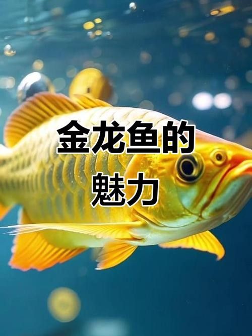 金龍魚有哪些競爭優勢？（金龍魚:糧油龍頭穩中求變,萬億賽道如何破局）