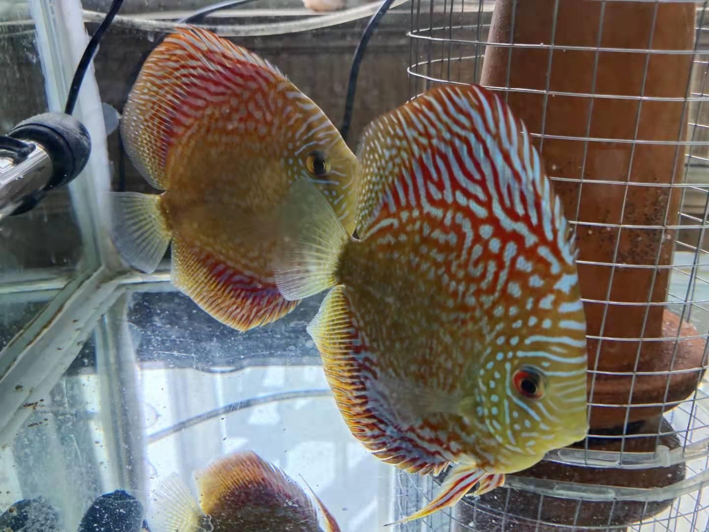 龍魚公母區分圖解（初學者如何區分龍魚的雄性和雄性和雌雄的區分雌雄）