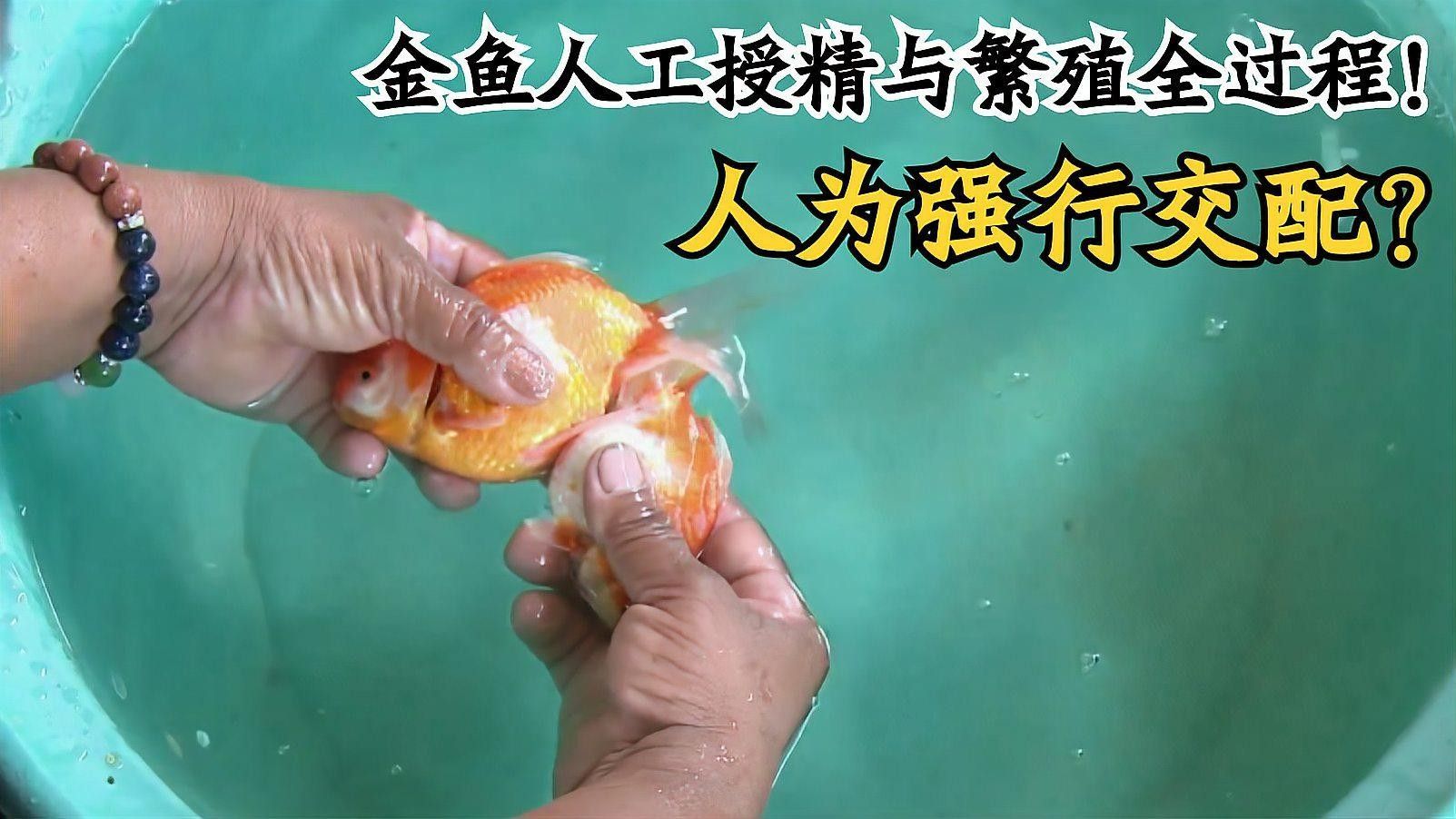 人工繁殖中，雌雄魚如何配對（人工繁殖中雌雄魚如何配對）