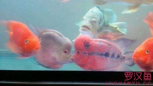 人工繁殖中，雌雄魚如何配對（人工繁殖中雌雄魚如何配對）