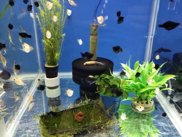 魚缸用增氧泵價格是多少:魚缸增氧機-xtrac增氧機-xtrac增氧機 歐泊龍五星魚缸怎么樣(歐泊龍五星魚缸怎么樣啊)(歐泊龍五星魚缸怎么樣優點、缺點、缺點、使用心得分享) 觀賞魚百科 歐泊龍五星魚缸怎么樣(歐泊龍五星魚缸怎么樣啊)(歐泊龍五星魚缸怎么樣優點、缺點、缺點、使用心得分享) 歐泊龍五星魚缸怎么樣(歐泊龍五星魚缸怎么樣啊)(歐泊龍五星魚缸怎么樣優點、缺點、缺點、使用心得分享) 觀賞魚百科