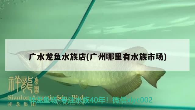給我一份詳細的金龍魚苗價格表，金龍魚苗的價格分類與分析