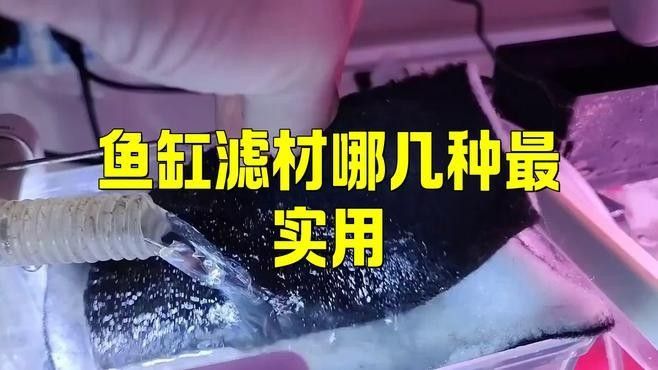 哪種濾材效果好 哪種濾材效果好 觀賞魚百科 第3張
