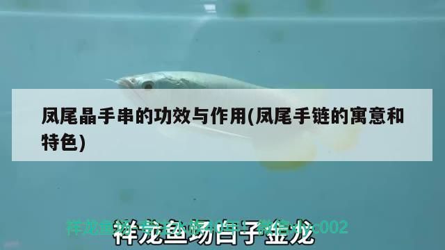 鳳尾晶手串的功效與作用(鳳尾手鏈的寓意和特色) 鳳尾晶手串的功效與作用(鳳尾手鏈的寓意和特色) 觀賞魚百科